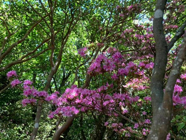 加里山（小百岳）大坪林道1390419