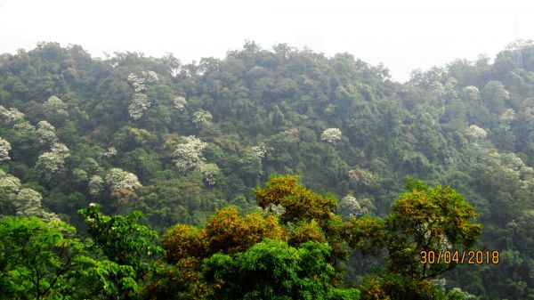 0430南勢角山 健走+賞桐花 , 一兼二顧 !322323