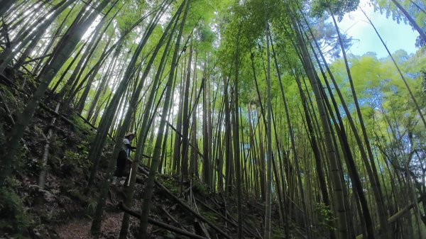 阿里山頂湖三連峰:天福山、芙蓉山、凸龜山2810098