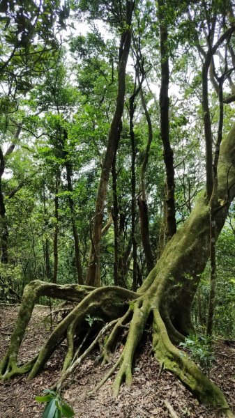 2025/6/14 橫龍山2839236