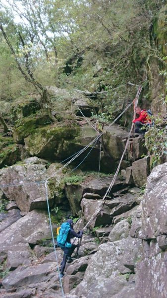 合歡山五座百岳賞杜鵑花587076