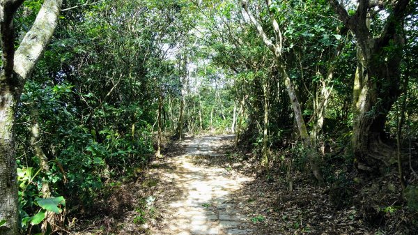今天，我想來點飛鳳山，叮咚。1142054