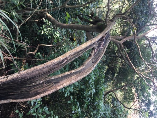 五酒桶山、南崁山2693355