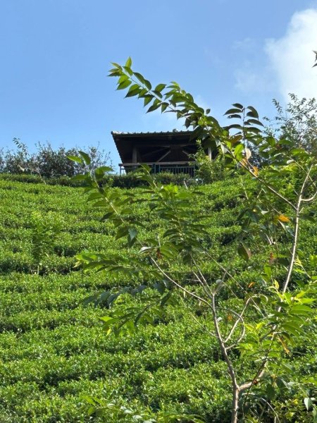 ［竹山］山坪頂茶山七星步道2909682
