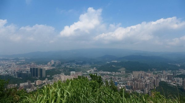 哈哼花（抱壁蟑螂）3034048