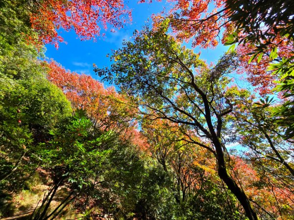 鳶嘴稍來山之楓紅／雲海2974069