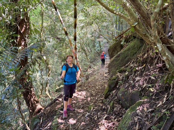 阿里山達娜伊谷、里美避難步道、巨石板步道2909952