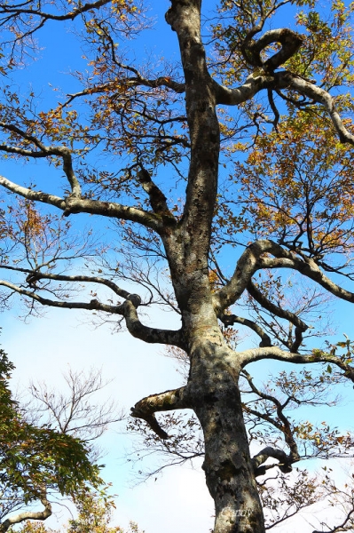 秋戀黃金森林。太平山「山毛櫸國家步道」2345