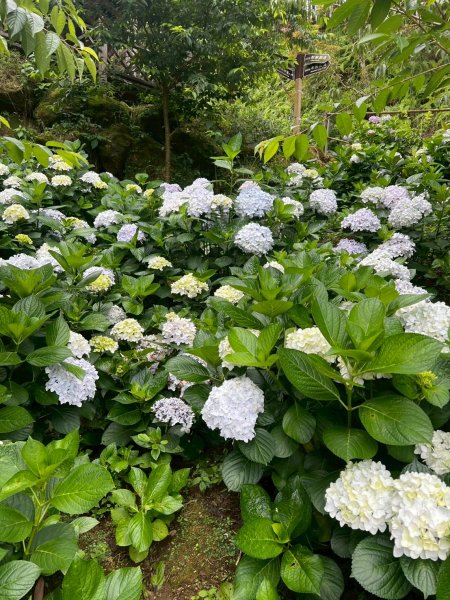 嵐山再古坑。五元兩角 木馬古道2806239