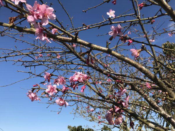 梨子腳山走雲嘉大尖