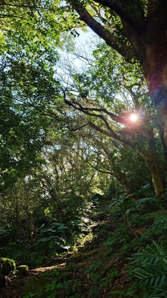 20260125 陽明山前後山健行(無極天元宮~山仔頂步道.向天池.向天山.面天山.二子坪)2997956