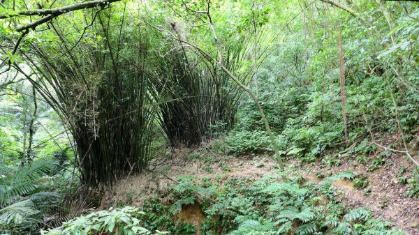 玉田古道,大湖越嶺保甲路2582315