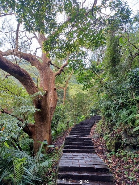 【新北五股】登高望遠。 No5小百岳~硬漢嶺步道 (觀音山)2501752