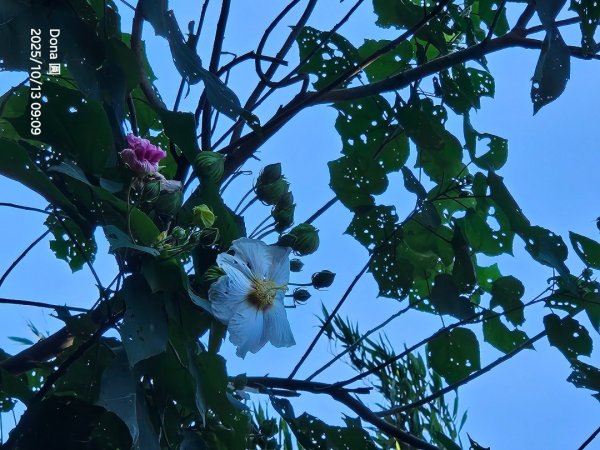 復興三尖老么之那結山1520m(嘎色鬧上)全紀錄2915472