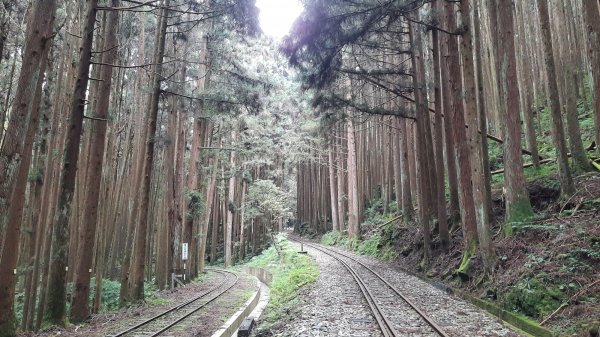 《嘉義》神奇樹抱石神木｜悠遊二萬平車站森鐵O繞202110301500015