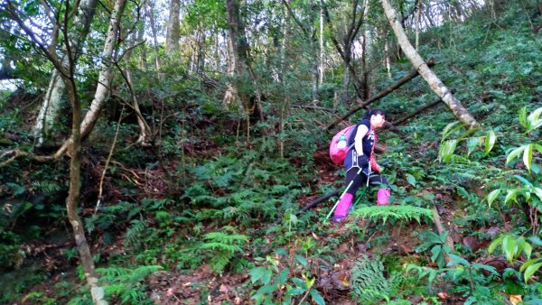 內鳥嘴山、北得拉曼長滿了【水晶蘭】895416