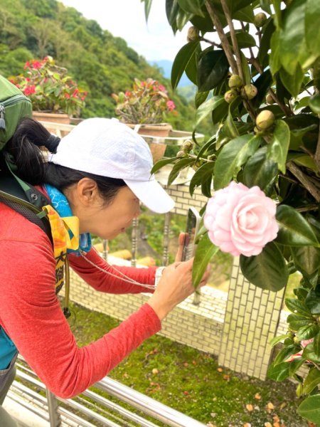 青潭越嶺政大-賞梅花🌸安坑🐦嘴四秀2691666