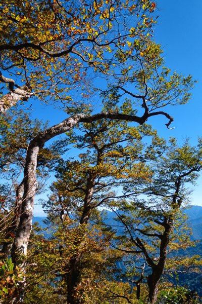 2023-11-03 初訪北得拉曼巨木步道，感受1號巨木的臨場震撼與內鳥嘴山的金黃浪漫2336021