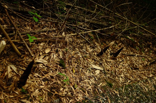 鄒族雅吾瑪斯步道916899