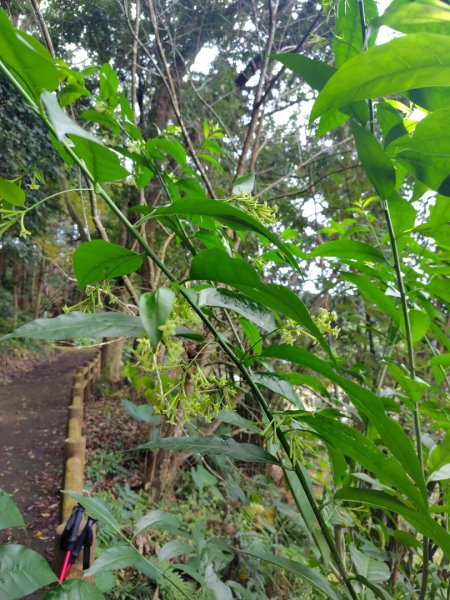 鳳鳴古道 鳳鳴山 南隘勇（南長城）古道 三湖山 八達嶺（龍骨）古道 綠色古道 延平古道2975151