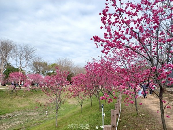 【台中后里】春日賞花。崴立機電櫻花公園2441572