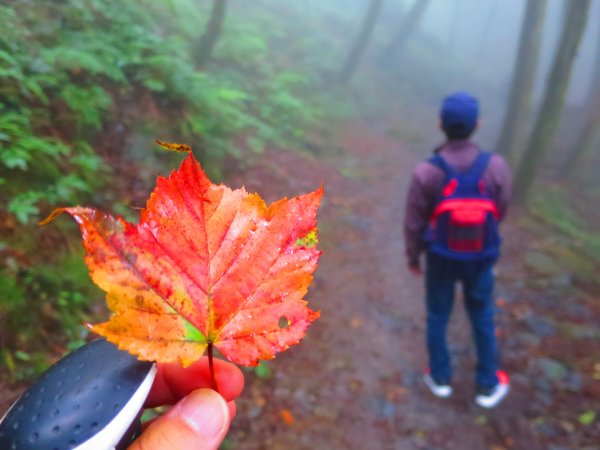 【新竹】觀霧迷幻森林：檜山巨木群步道1111958