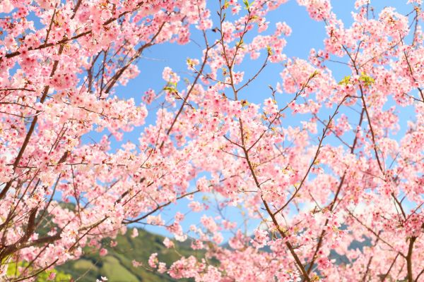 拉拉山的櫻花286509