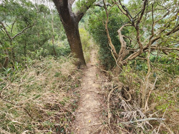 20260223柯子湖山菜堂山尖山沙湖壢山與寶山水庫基石3012607