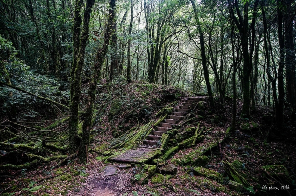 【台中】二登八仙山再訪佳保台山