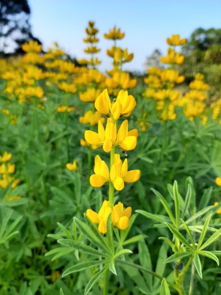 臺北大縱走7：家鄉的茶園開滿花 閃閃的淚光魯冰花822087