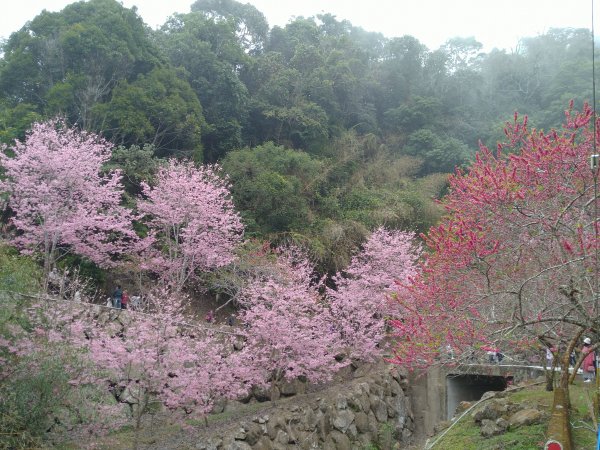 2023-02-26 登嘉南雲峰巧遇草嶺櫻花季2043952