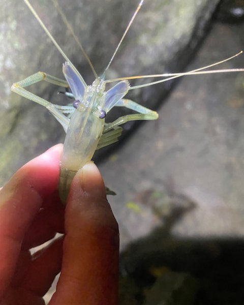 烏來加九寮溪-卡拉莫基清幽小秘境/釣魚💙2599978
