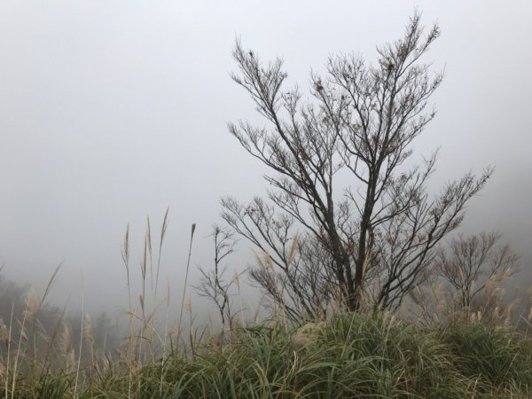 迷霧中的山毛櫸465337