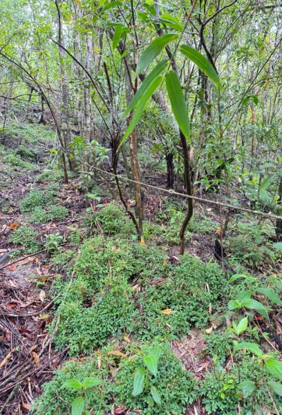 大舌湖山-漁光國小-茶園-虎寮潭吊橋2773593
