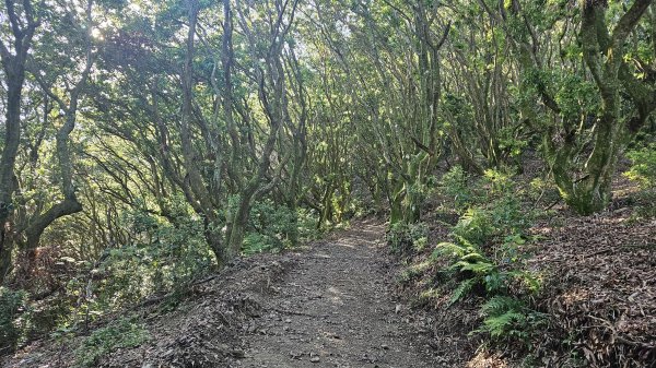 平步青雲尾寮山尋寶2591486