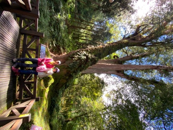 阿里山神木園區1497366