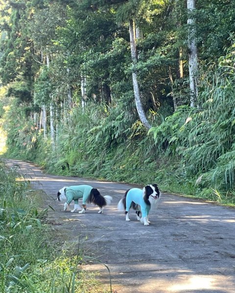 尖石🌳羅山林道野營-油羅山-竹苗小百岳3133060