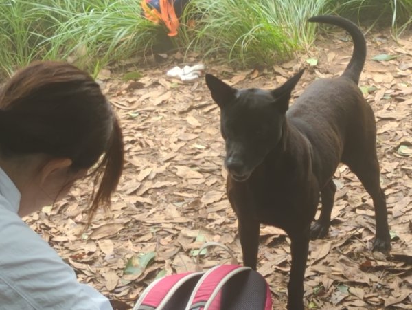 2025.07.13－漫步於森林中：鵝公髻山2835457