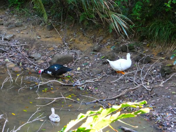 【基隆】情人湖步道、老鷹岩306590