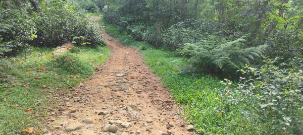 羊稠森林步道2776979