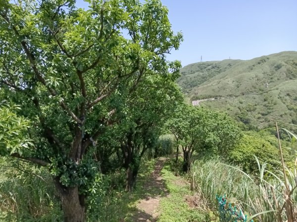 雙溪區不厭亭+牡丹山+樹梅坪+鷹石岩山神廟+不厭亭+奉憲示禁碑+三貂崙+不厭亭8字走2766317