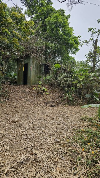 240310-烏山南段(石松子山、王爺崙山)。美美兔再走還是烏山好。2457532