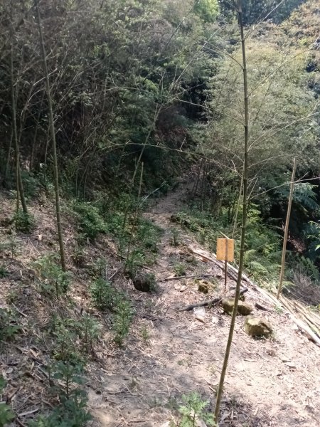 王公坑山血藤花2746272