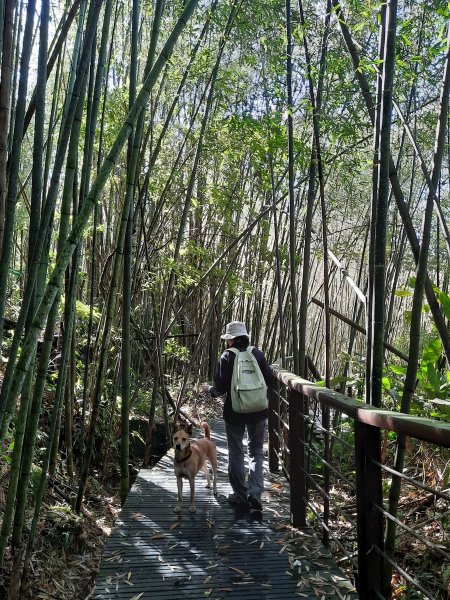 《嘉義》靜謐森林｜迷糊步道+福山古道202101231245305