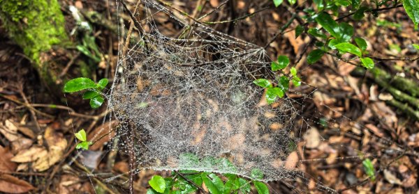 縱走大鳥鵝2828394