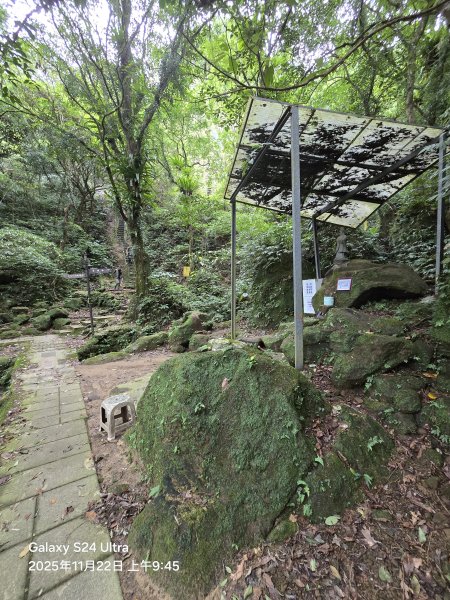 2025-11-22微笑山線：【五分山系】平溪小黃山段2943294