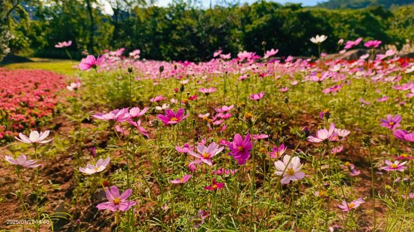 暖暖冬陽北投趴趴走，農禪寺/三層崎/貴子坑 #雪貂 #寵物貂2686754