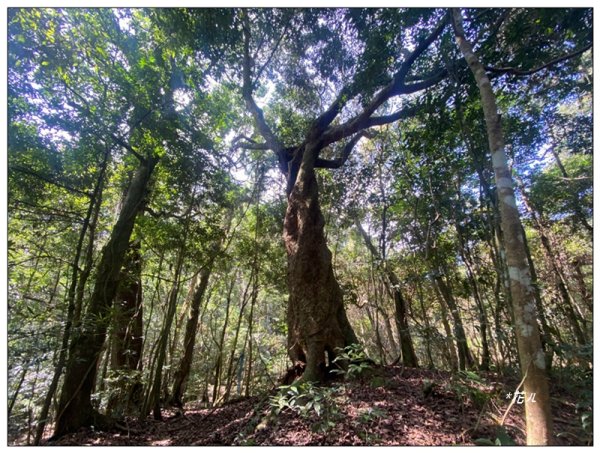 加里山前山隘勇線、騰龍山、橫龍山 連走3027663