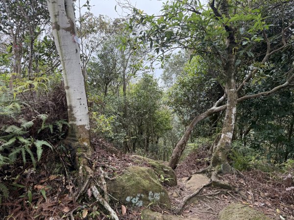 [微笑山線_第四段] 2026_0321 天上山系_石門內尖山3022066