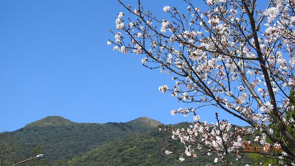 雲山水花鳥蝶 - 天龍國阿伯的日常 3/52053139